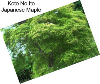 Koto No Ito Japanese Maple