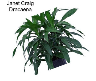 Janet Craig Dracaena