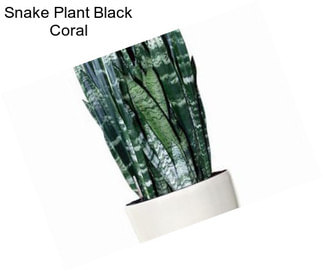 Snake Plant Black Coral