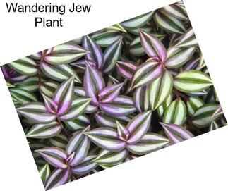 Wandering Jew Plant