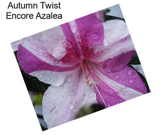 Autumn Twist Encore Azalea