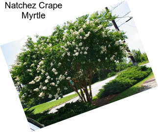 Natchez Crape Myrtle