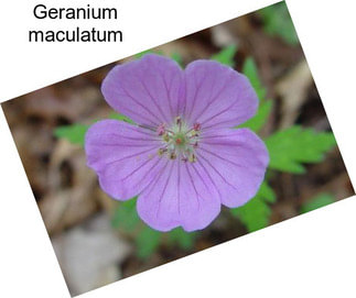 Geranium maculatum