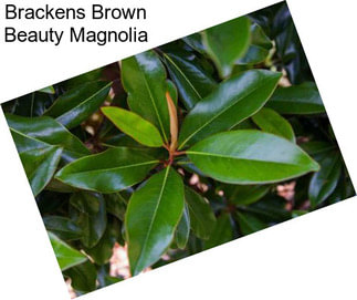 Brackens Brown Beauty Magnolia