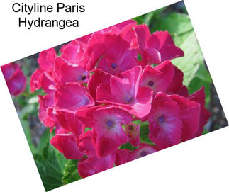 Cityline Paris Hydrangea