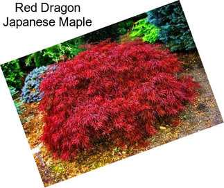 Red Dragon Japanese Maple