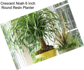 Crescent Noah 6 Inch Round Resin Planter