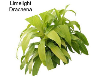 Limelight Dracaena