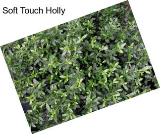 Soft Touch Holly