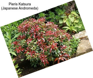 Pieris Katsura (Japanese Andromeda)