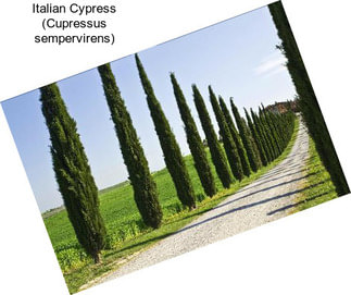 Italian Cypress (Cupressus sempervirens)