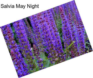 Salvia May Night