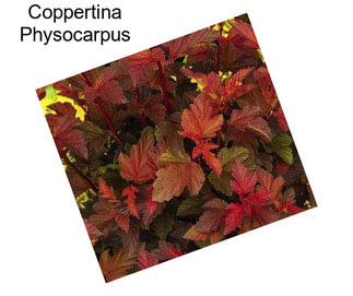 Coppertina Physocarpus