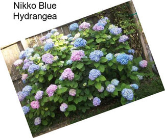 Nikko Blue Hydrangea