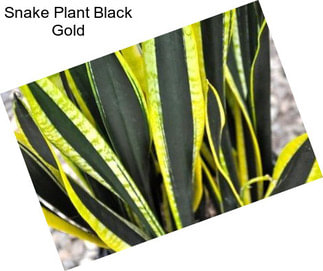 Snake Plant Black Gold