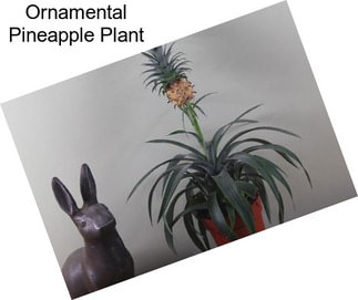 Ornamental Pineapple Plant