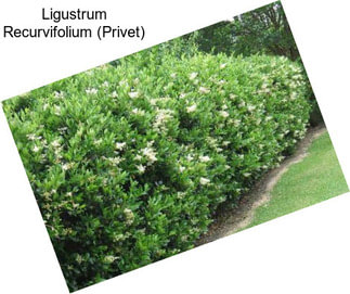 Ligustrum Recurvifolium (Privet)