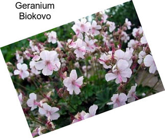 Geranium Biokovo
