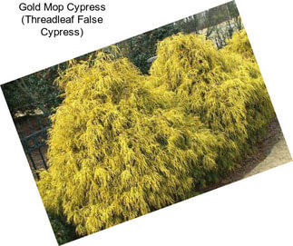 Gold Mop Cypress (Threadleaf False Cypress)