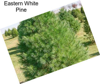 Eastern White Pine