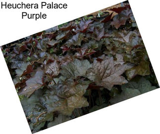 Heuchera Palace Purple