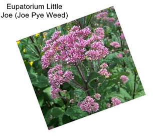 Eupatorium Little Joe (Joe Pye Weed)