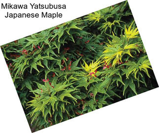 Mikawa Yatsubusa Japanese Maple