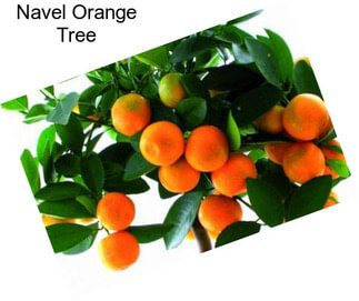 Navel Orange Tree