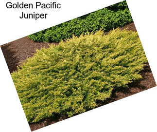 Golden Pacific Juniper