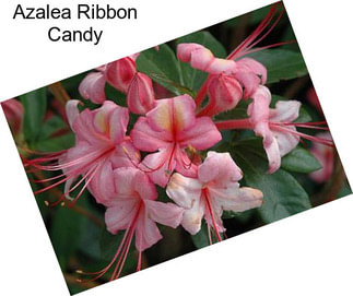 Azalea Ribbon Candy