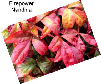 Firepower Nandina