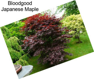 Bloodgood Japanese Maple