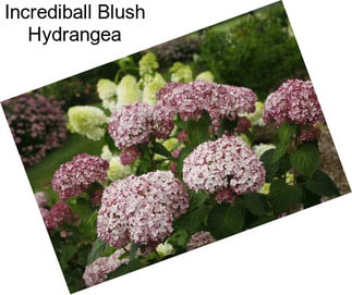 Incrediball Blush Hydrangea