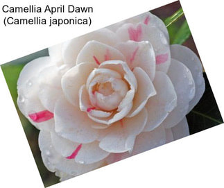 Camellia April Dawn (Camellia japonica)