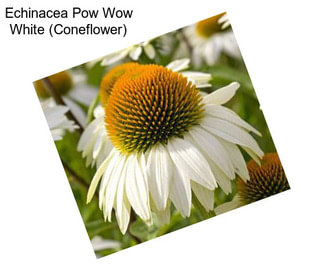 Echinacea Pow Wow White (Coneflower)