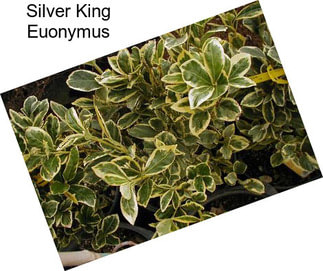 Silver King Euonymus