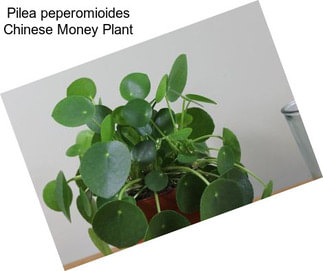 Pilea peperomioides Chinese Money Plant