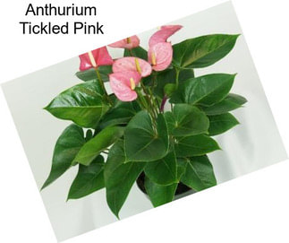 Anthurium Tickled Pink