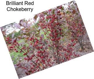 Brilliant Red Chokeberry