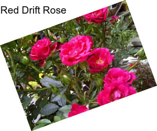 Red Drift Rose