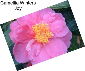 Camellia Winters Joy