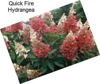 Quick Fire Hydrangea