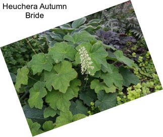 Heuchera Autumn Bride