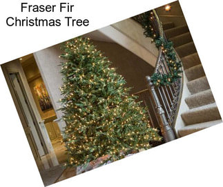 Fraser Fir Christmas Tree