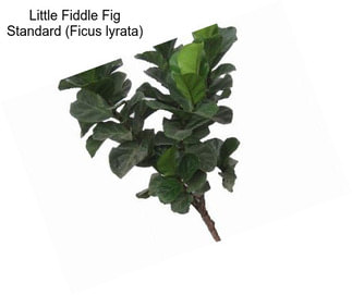 Little Fiddle Fig Standard (Ficus lyrata)