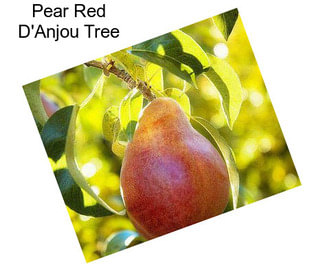 Pear Red D\'Anjou Tree