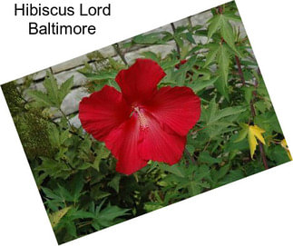 Hibiscus Lord Baltimore