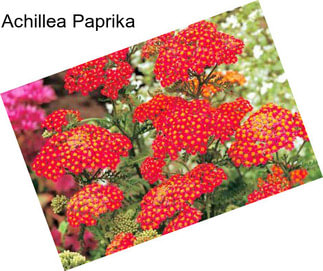 Achillea Paprika