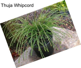 Thuja Whipcord