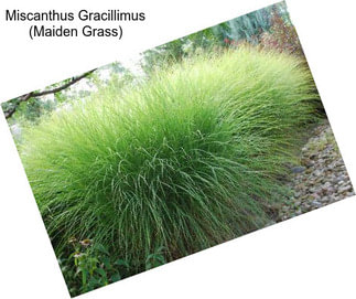 Miscanthus Gracillimus (Maiden Grass)